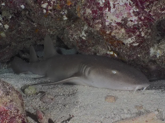 Framed Print : Atlantic nurse shark (Ginglymostoma cirratum) lies under rocks on a sandy bottom