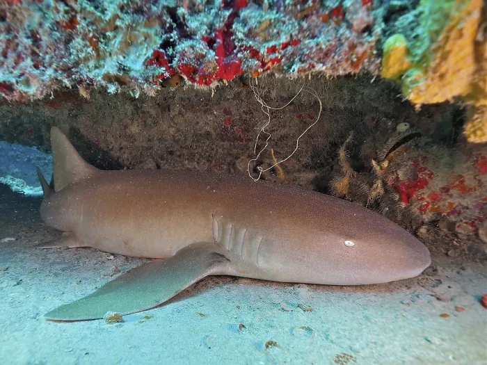 Framed Print : Atlantic nurse shark (Ginglymostoma cirratum) resting on the deck Framed Print : Atlantic nurse shark (Ginglymostoma cirratum) resting on the deck