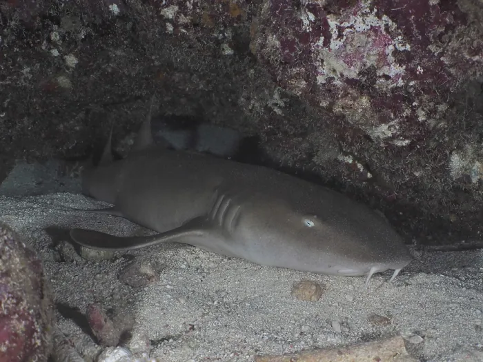 Framed Print : An Atlantic nurse shark (Ginglymostoma cirratum) rests in the sand at night Framed Print : An Atlantic nurse shark (Ginglymostoma cirratum) rests in the sand at night