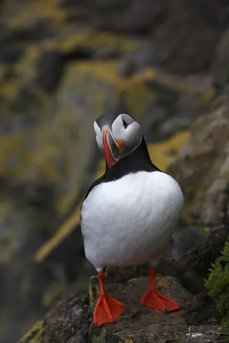 Framed Print : Atlantic Puffin, Common Puffin
