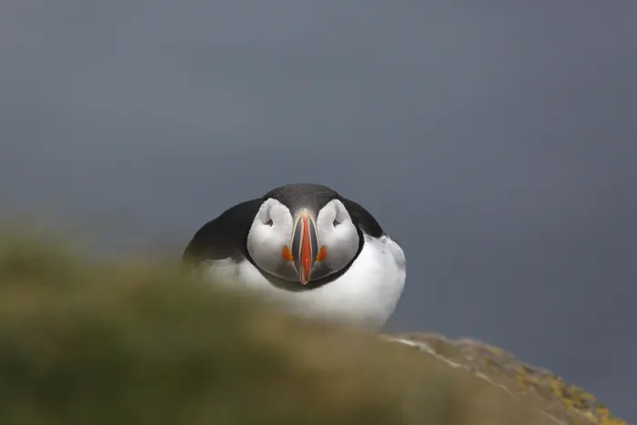 Framed Print : Atlantic Puffin, Common Puffin Framed Print : Atlantic Puffin, Common Puffin