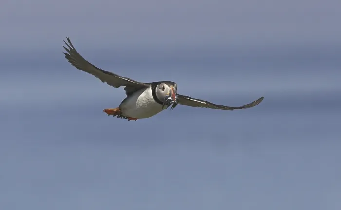 Framed Print : Atlantic Puffin (Fratacula arctica)