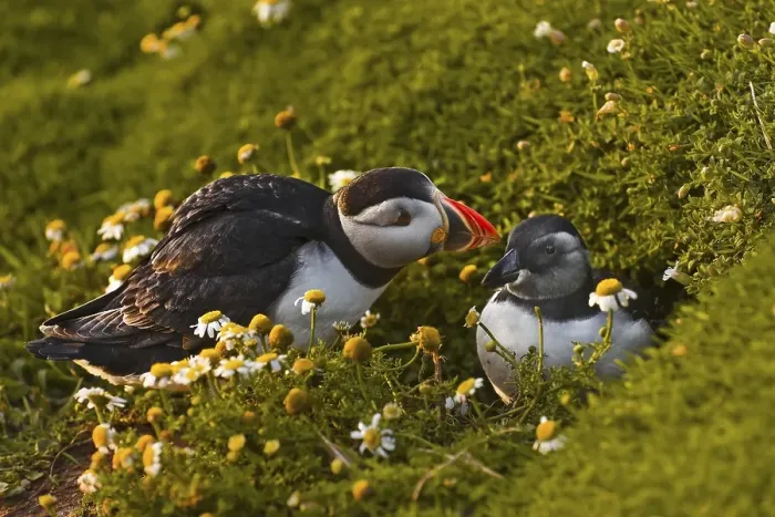 Framed Print : Atlantic Puffin (Fratercula arctica)