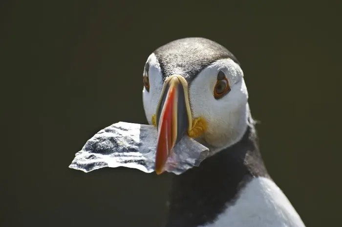 Framed Print : Atlantic Puffin (Fratercula arctica)