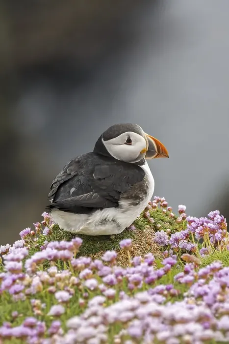 Framed Print : Atlantic puffin (Fratercula arctica) Framed Print : Atlantic puffin (Fratercula arctica)