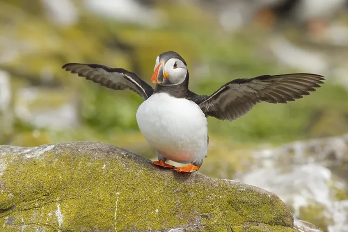Framed Print : Atlantic Puffin (Fratercula arctica)