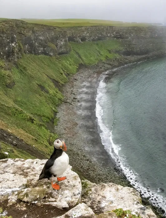 Framed Print : Atlantic Puffin (Fratercula arctica)