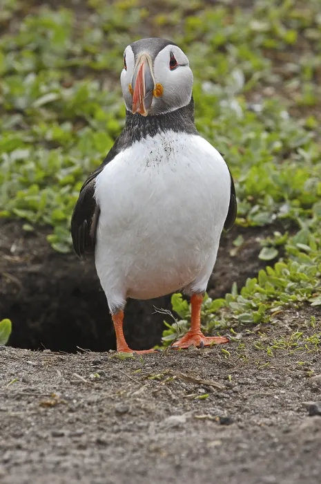 Framed Print : Atlantic Puffin (Fratercula arctica)