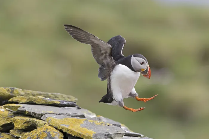 Framed Print : Atlantic Puffin (Fratercula arctica) adult