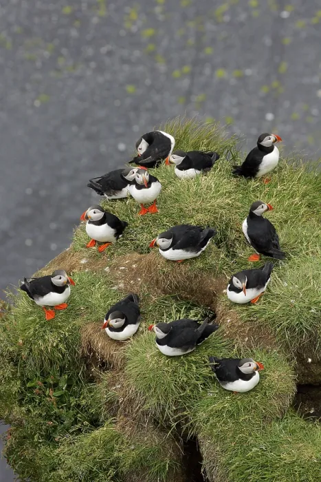 Framed Print : Atlantic Puffin (Fratercula arctica) colony Framed Print : Atlantic Puffin (Fratercula arctica) colony