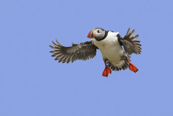 Framed Print : Atlantic puffin (Fratercula arctica) in flight landing with spread wings in summer