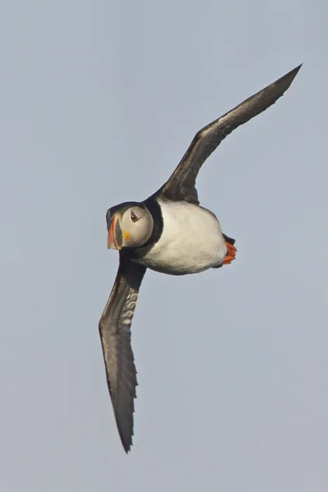 Framed Print : Atlantic Puffin (Fratercula arctica) flying