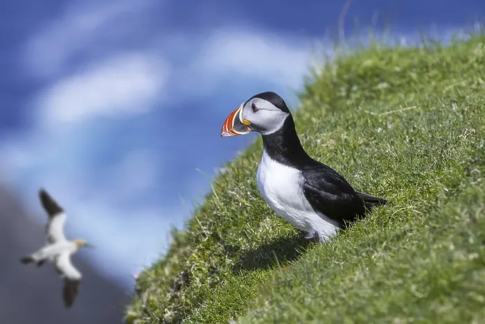 Framed Print : Atlantic puffin (Fratercula arctica) on sea cliff top in seabird colony and northern gannet passing by Framed Print : Atlantic puffin (Fratercula arctica) on sea cliff top in seabird colony and northern gannet passing by