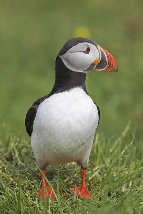 Framed Print : Atlantic puffin (Fratercula arctica) showing coloured beak in the breeding season in summer