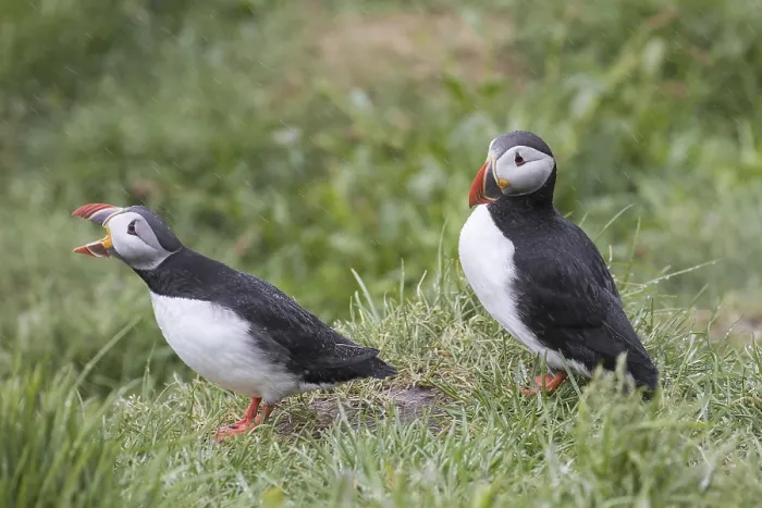 Framed Print : Atlantic puffins (Fratercula arctica) puffin pair calling in the rain in seabird colony in summer