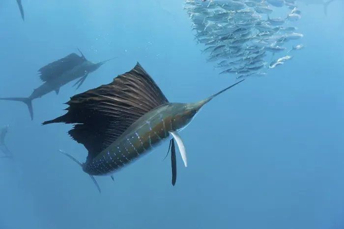Framed Print : Atlantic Sailfish hunting Sardines