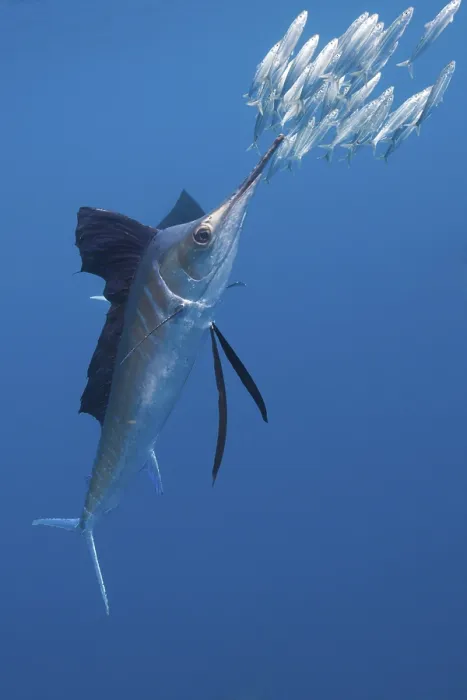 Framed Print : Atlantic Sailfish hunting Sardines