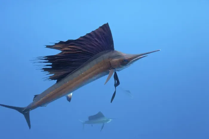 Framed Print : Atlantic Sailfish, Isla Mujeres Framed Print : Atlantic Sailfish, Isla Mujeres