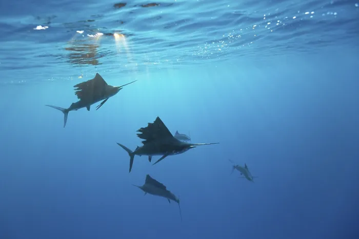 Framed Print : Atlantic sailfish, Istiophorus albicans Framed Print : Atlantic sailfish, Istiophorus albicans