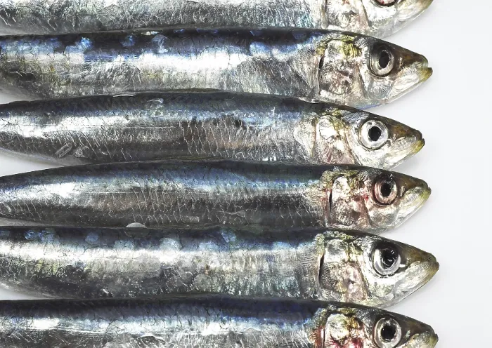 Framed Print : Atlantic sardine, European pilchard