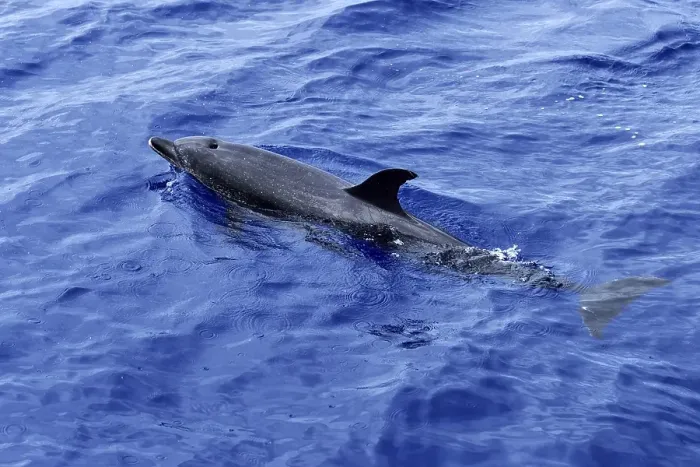 Framed Print : Atlantic spotted dolphin (Stenella frontalis)