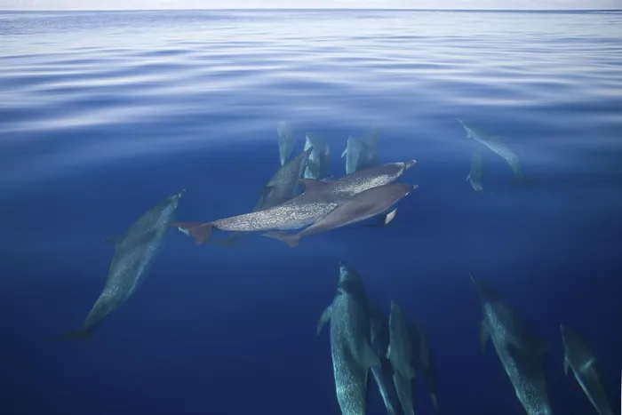 Framed Print : Atlantic spotted dolphins, Stenella frontalis Framed Print : Atlantic spotted dolphins, Stenella frontalis