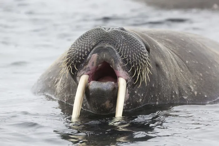 Framed Print : Atlantic Walrus (Odobenus rosmarus rosmarus) adult Framed Print : Atlantic Walrus (Odobenus rosmarus rosmarus) adult