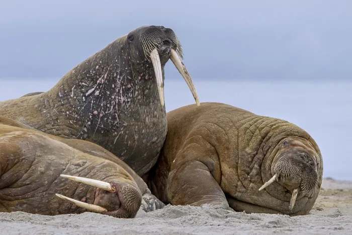 Framed Print : Atlantic walruses (Odobenus rosmarus)