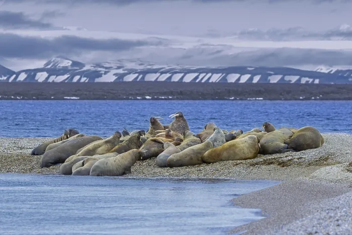 Framed Print : Atlantic walruses (Odobenus rosmarus) colony resting at terrestrial haulout