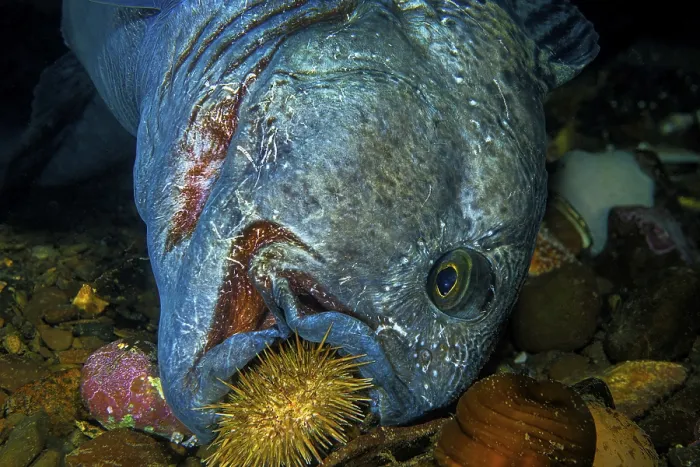 Framed Print : Atlantic wolffish (Anarhichas lupus) Framed Print : Atlantic wolffish (Anarhichas lupus)