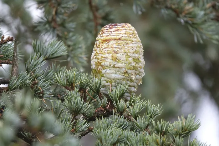 Framed Print : Atlas cedar cones