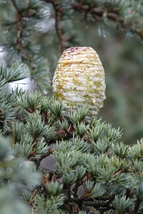 Framed Print : Atlas cedar cones