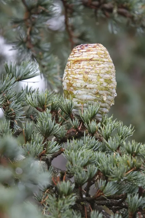 Framed Print : Atlas cedar cones Framed Print : Atlas cedar cones