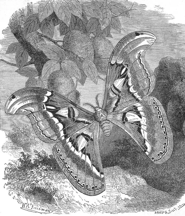 Framed Print : Atlas moth (Attacus atlas), a butterfly