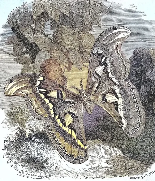 Framed Print : Atlas moth (Attacus atlas), a butterfly Framed Print : Atlas moth (Attacus atlas), a butterfly