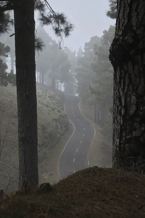 Framed Print : Atmospheric pine forest road in fog