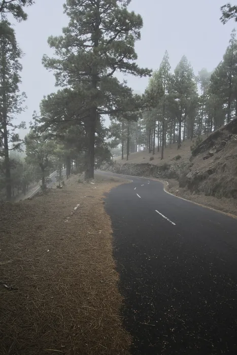 Framed Print : Atmospheric pine forest road in fog Framed Print : Atmospheric pine forest road in fog