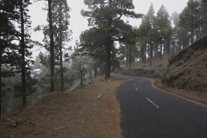 Framed Print : Atmospheric pine forest road in fog