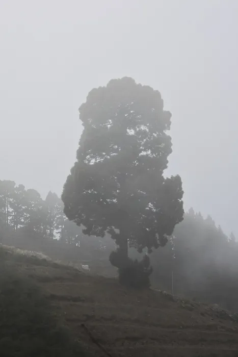 Framed Print : Atmospheric pine forest road in fog Framed Print : Atmospheric pine forest road in fog