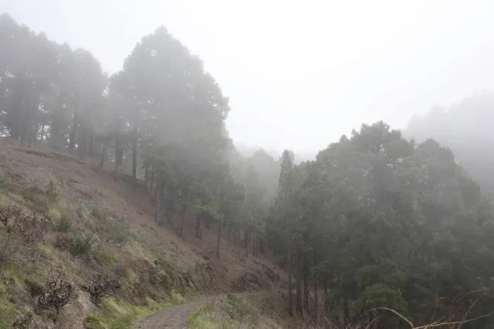 Framed Print : Atmospheric pine forest road in fog