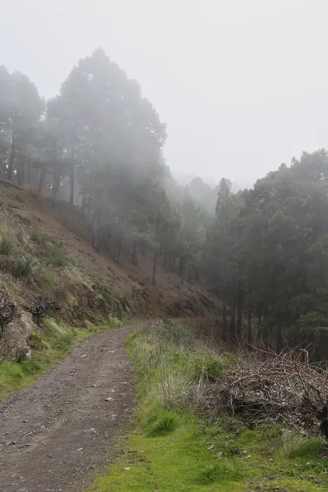 Framed Print : Atmospheric pine forest road in fog Framed Print : Atmospheric pine forest road in fog