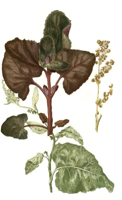 Framed Print : Atriplex hortensis alba and Atriplex hortensis rubra