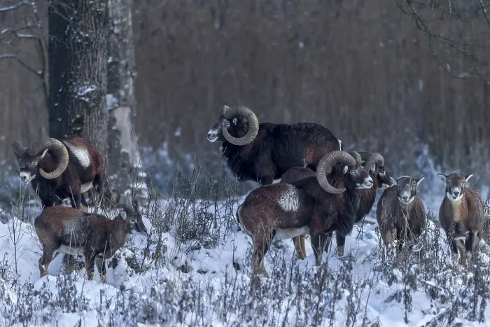 Framed Print : Attempts to sneak up on a herd of European mouflon (Ovis gmelini) almost always fail