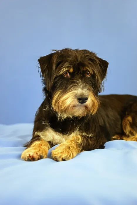 Framed Print : An attention-looking black and brown dog lying on a blue background Framed Print : An attention-looking black and brown dog lying on a blue background