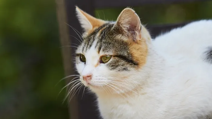 Framed Print : An attentive cat with tricoloured fur looks sideways into the distance in the greenery Framed Print : An attentive cat with tricoloured fur looks sideways into the distance in the greenery