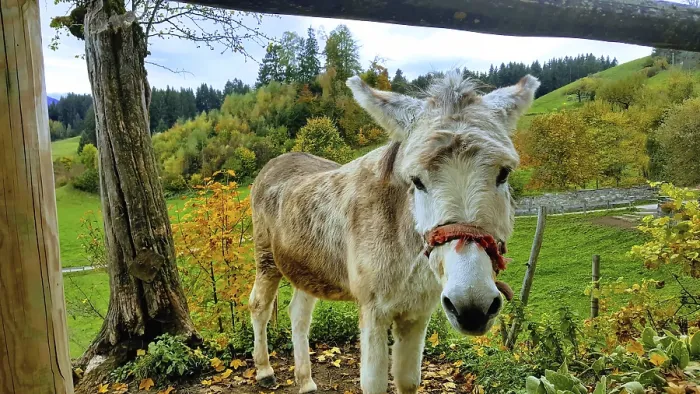 Framed Print : An attentive donkey looks at the camera in a relaxed manner