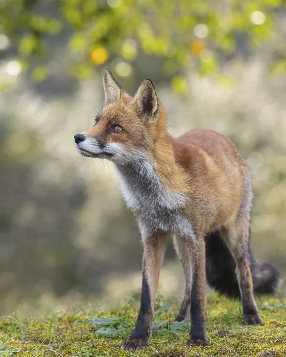 Framed Print : Attentive fox (Vulpes vulpes) on a tree