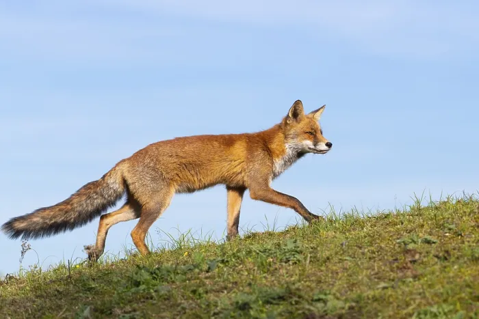 Framed Print : Attentive fox (Vulpes vulpes) on a tree Framed Print : Attentive fox (Vulpes vulpes) on a tree