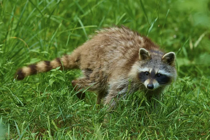 Framed Print : An attentive raccoon moves through a green meadow in the forest