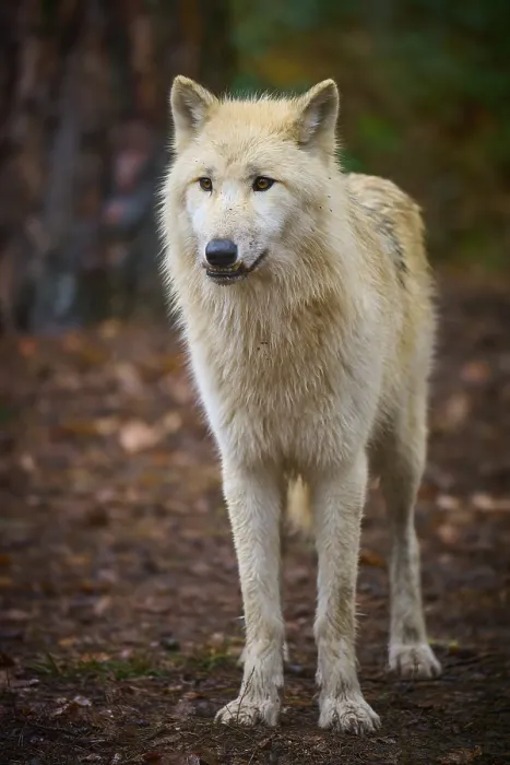 Framed Print : An attentive wolf stands on leafy ground in autumn forest